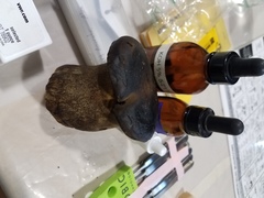 Phlebopus marginatus