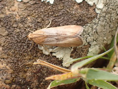 Pterothrixidia rufella