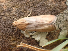 Pterothrixidia rufella