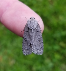 Acronicta radcliffei