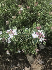 Daphne × burkwoodii