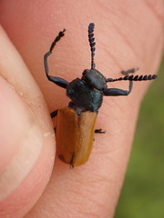 Labidostomis taxicornis