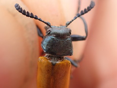 Labidostomis taxicornis