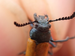 Labidostomis taxicornis