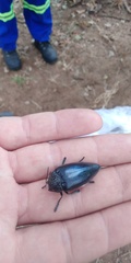 Sternocera orissa variabilis