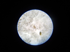 Hygrocybe olivaceonigra image