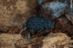Poropterus