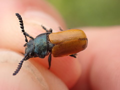 Labidostomis taxicornis