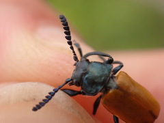 Labidostomis taxicornis