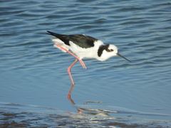 Himantopus mexicanus