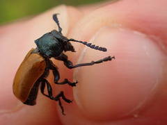 Labidostomis taxicornis