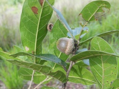 Quercus elliptica