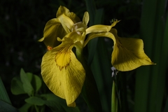Iris pseudacorus