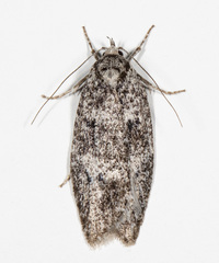 Semioscopis inornata
