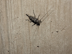 Acanthocinus obsoletus