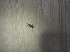 Acanthocinus obsoletus