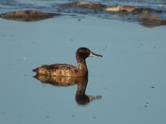 Heteronetta atricapilla