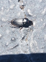 Anisodactylini