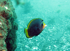 Chaetodon flavirostris