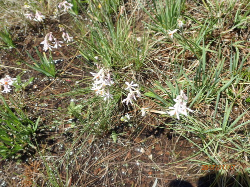 Image of Tulbaghia leucantha by no rights reserved