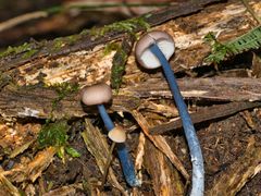 Entoloma albidocoeruleum