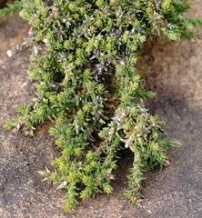 Thesium imbricatum