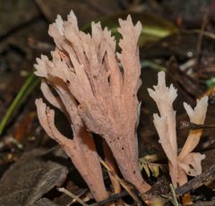 Clavulina vinaceocervina
