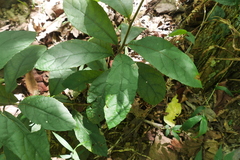 Decaneuropsis gratiosa