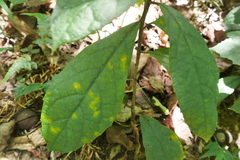 Decaneuropsis gratiosa