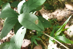 Decaneuropsis gratiosa