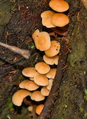 Collybia eucalyptorum