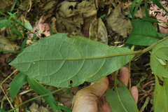 Decaneuropsis gratiosa