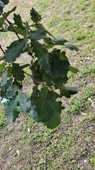 Quercus pubescens
