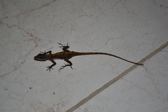 Anolis