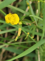 Aecidium ranunculi-acris