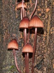 Mycena kuurkacea