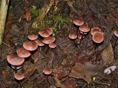 Mycena vinacea