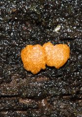 Trichoderma nothescens