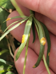 Aecidium ranunculi-acris