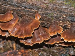 Lentinellus castoreus