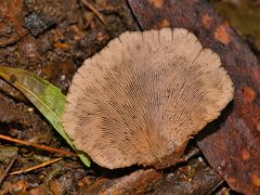 Lentinellus castoreus