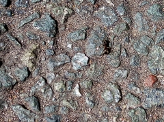 Lasius