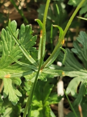 Aecidium ranunculi-acris