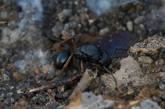 Polyrhachis leae