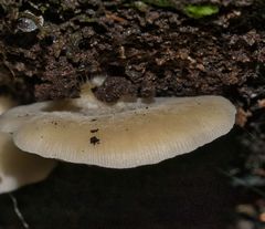 Crepidotus nephrodes