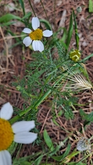 Anthemis cotula