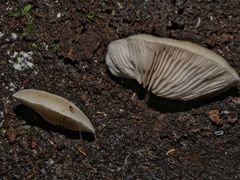 Crepidotus nephrodes