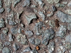 Lasius