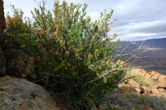 Heteromorpha arborescens arborescens