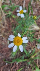 Anthemis cotula